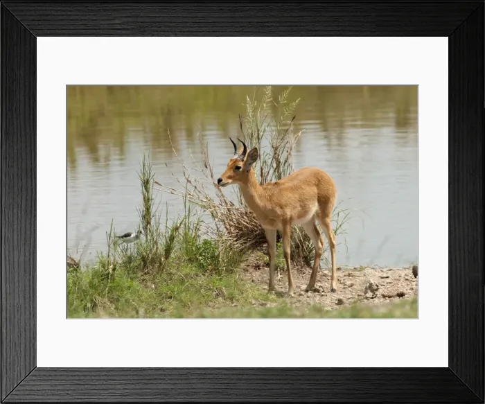 Framed Print : Picture No. 10895775 Framed Print : Picture No. 10895775
