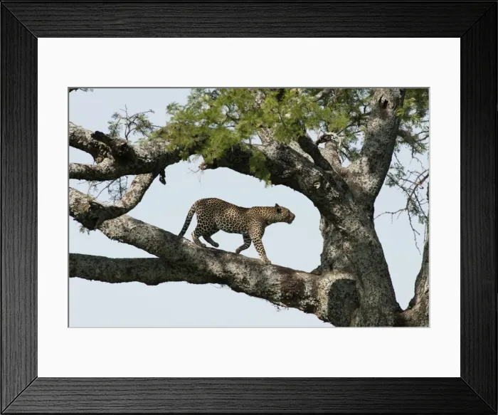 Framed Print : Picture No. 10895780 Framed Print : Picture No. 10895780