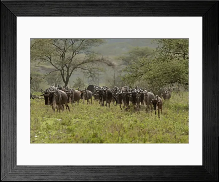 Framed Print : Picture No. 10895771 Framed Print : Picture No. 10895771