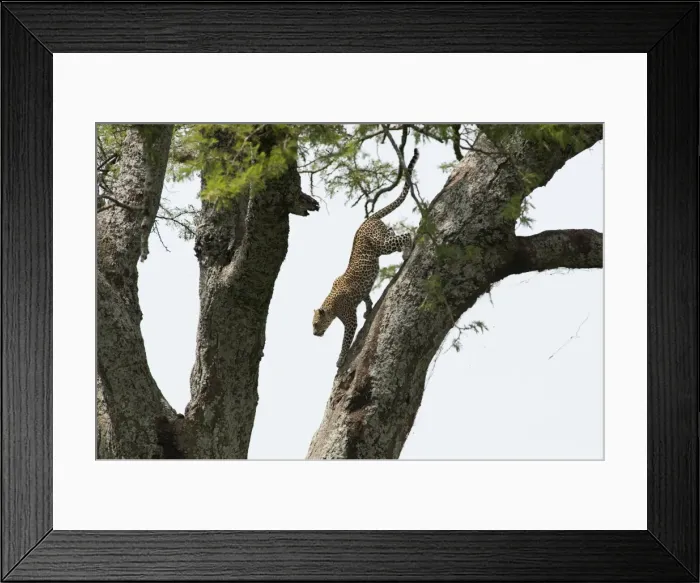 Framed Print : Picture No. 10895782 Framed Print : Picture No. 10895782