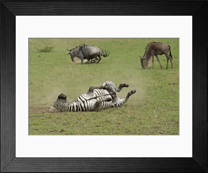 Framed Print : Picture No. 10895783 Framed Print : Picture No. 10895783