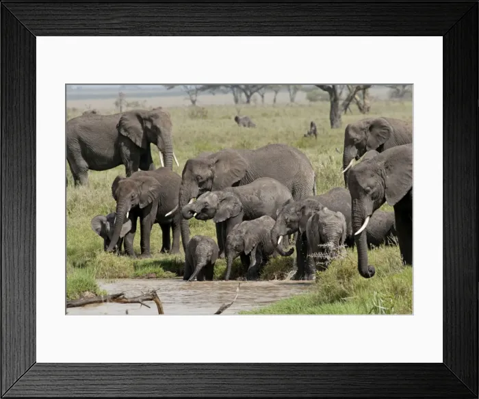 Framed Print : Picture No. 10895778