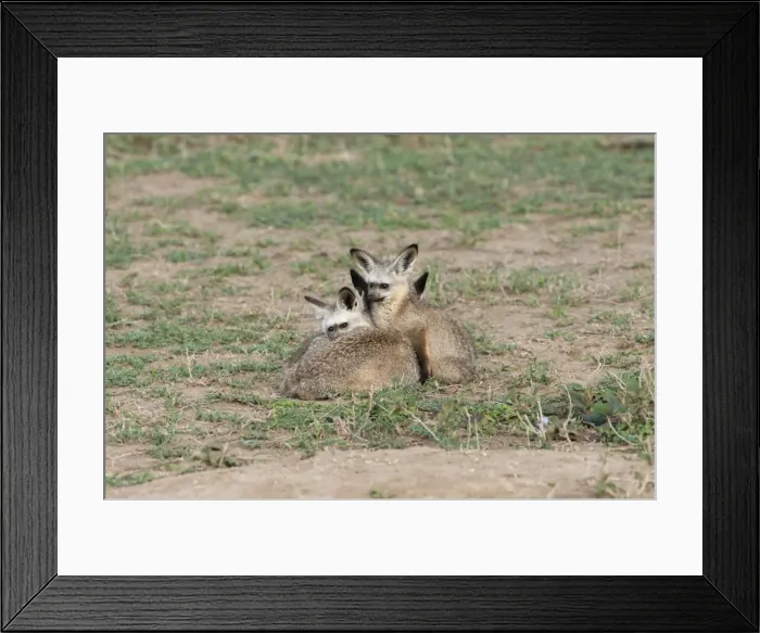 Framed Print : Picture No. 10895787 Framed Print : Picture No. 10895787