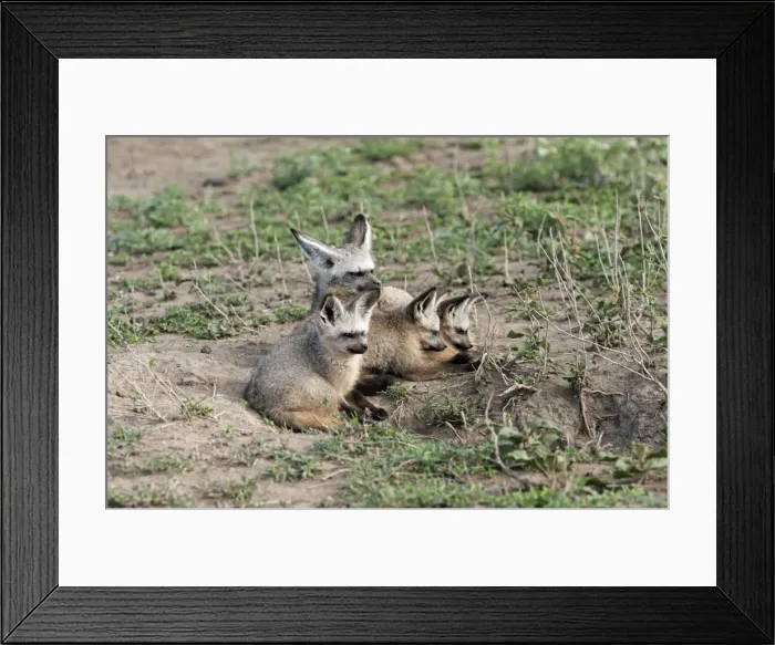 Framed Print : Picture No. 10895789 Framed Print : Picture No. 10895789