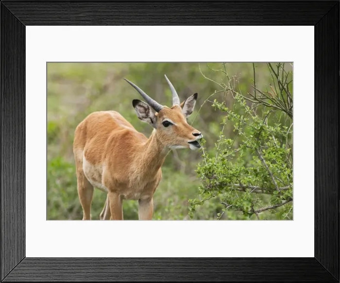 Framed Print : Picture No. 10895793 Framed Print : Picture No. 10895793