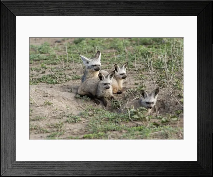 Framed Print : Picture No. 10895788 Framed Print : Picture No. 10895788