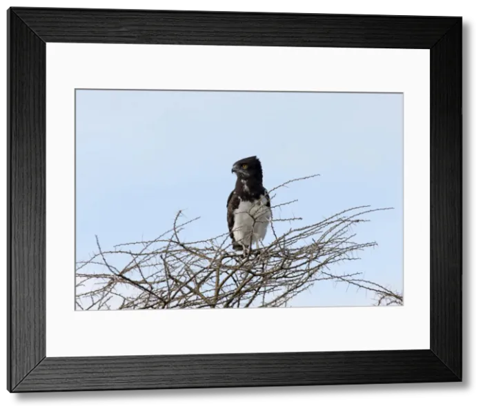 Framed Print : Picture No. 10895794 Framed Print : Picture No. 10895794