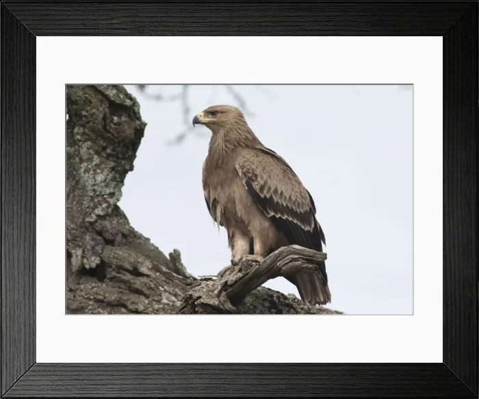 Framed Print : Picture No. 10895796 Framed Print : Picture No. 10895796