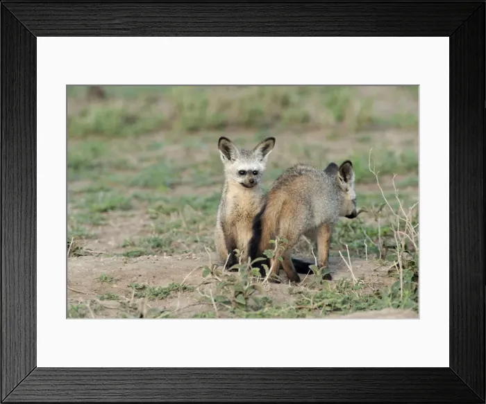 Framed Print : Picture No. 10895786 Framed Print : Picture No. 10895786