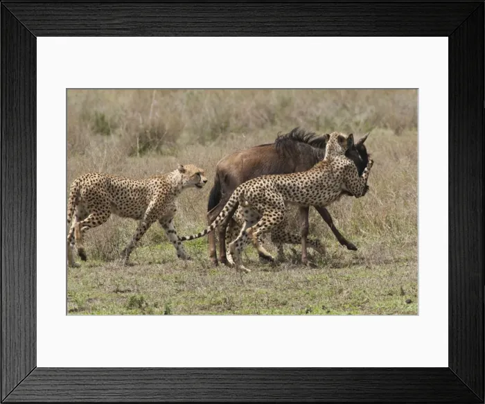 Framed Print : Picture No. 10895802 Framed Print : Picture No. 10895802