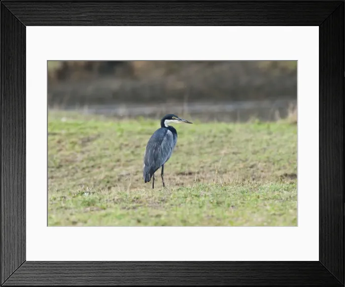 Framed Print : Picture No. 10895795 Framed Print : Picture No. 10895795