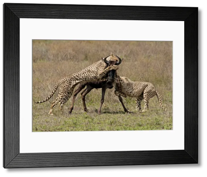 Framed Print : Picture No. 10895803 Framed Print : Picture No. 10895803