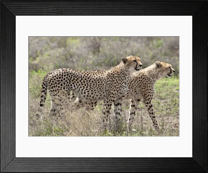 Framed Print : Picture No. 10895800 Framed Print : Picture No. 10895800