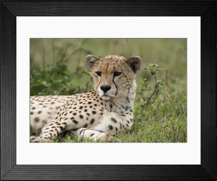 Framed Print : Picture No. 10895805 Framed Print : Picture No. 10895805