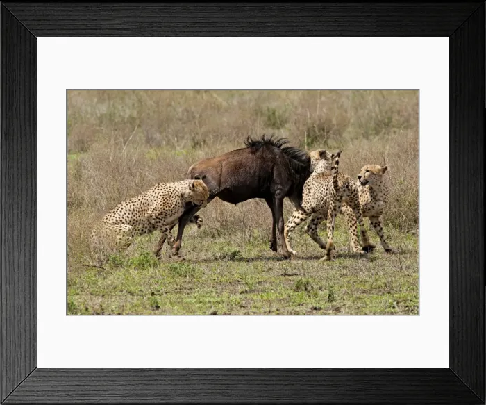 Framed Print : Picture No. 10895801 Framed Print : Picture No. 10895801