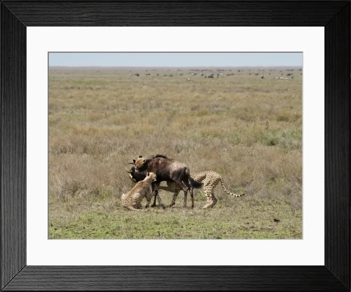 Framed Print : Picture No. 10895812 Framed Print : Picture No. 10895812