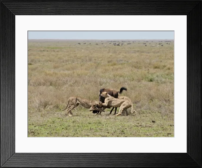 Framed Print : Picture No. 10895814 Framed Print : Picture No. 10895814