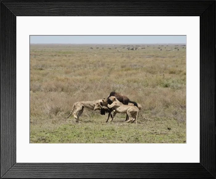 Framed Print : Picture No. 10895813 Framed Print : Picture No. 10895813