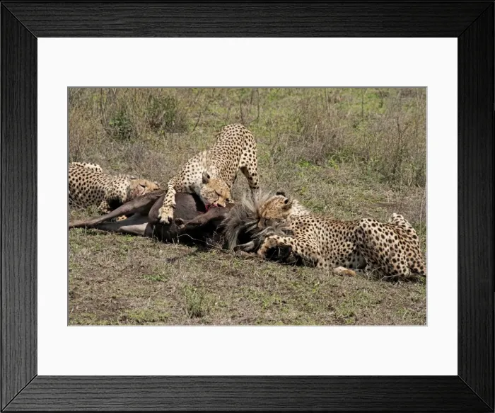 Framed Print : Picture No. 10895815 Framed Print : Picture No. 10895815