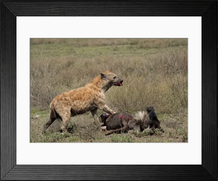 Framed Print : Picture No. 10895818 Framed Print : Picture No. 10895818
