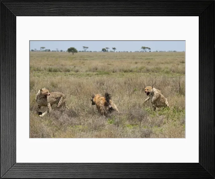 Framed Print : Picture No. 10895816 Framed Print : Picture No. 10895816
