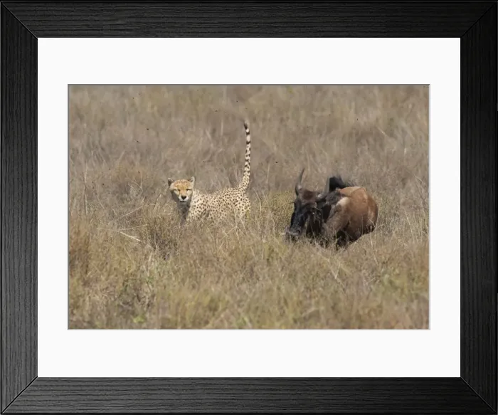 Framed Print : Picture No. 10895823 Framed Print : Picture No. 10895823