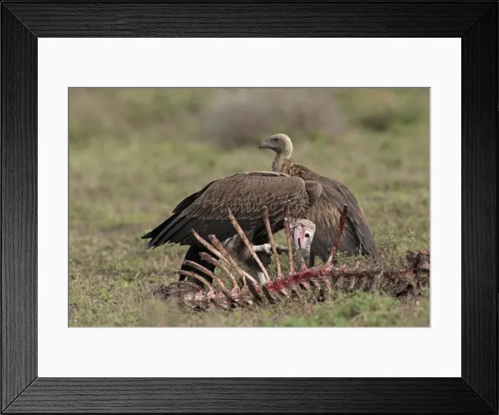 Framed Print : Picture No. 10895820 Framed Print : Picture No. 10895820
