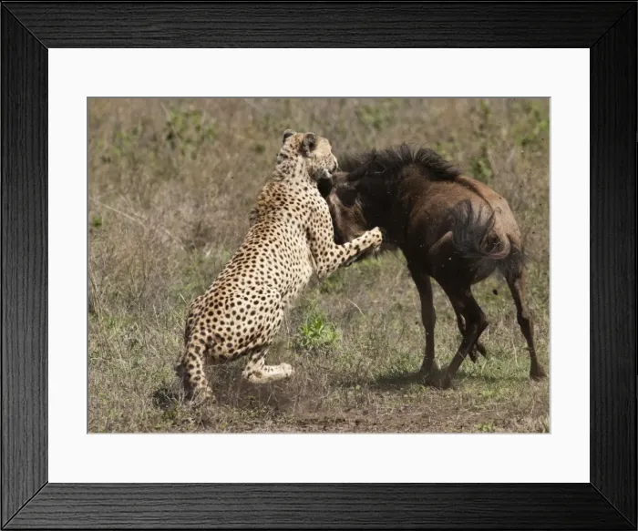 Framed Print : Picture No. 10895826 Framed Print : Picture No. 10895826