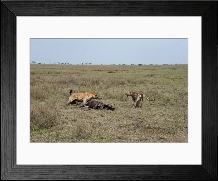 Framed Print : Picture No. 10895817