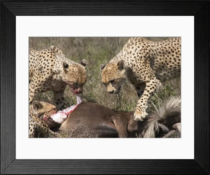 Framed Print : Picture No. 10895827 Framed Print : Picture No. 10895827