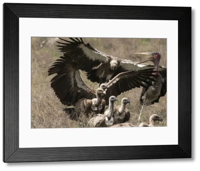 Framed Print : Picture No. 10895828