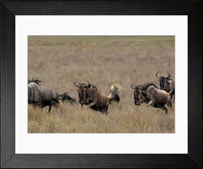 Framed Print : Picture No. 10895822 Framed Print : Picture No. 10895822