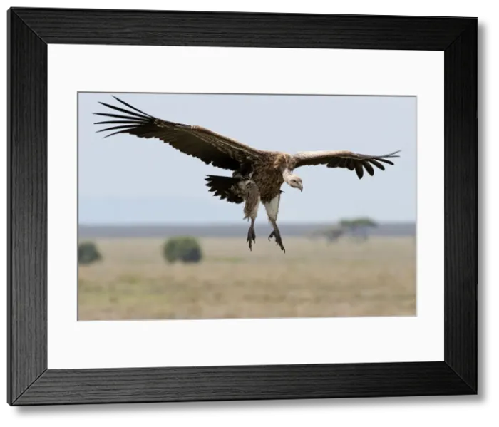 Framed Print : Picture No. 10895829 Framed Print : Picture No. 10895829
