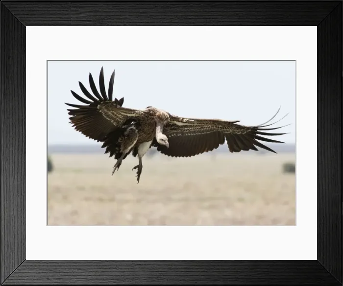 Framed Print : Picture No. 10895830 Framed Print : Picture No. 10895830