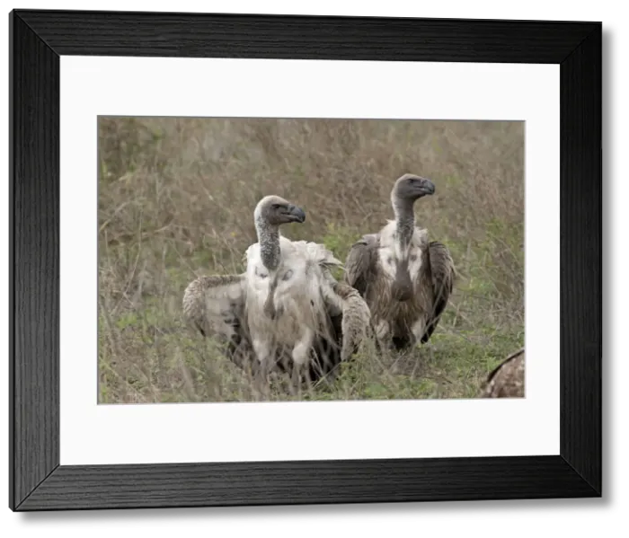 Framed Print : Picture No. 10895831 Framed Print : Picture No. 10895831