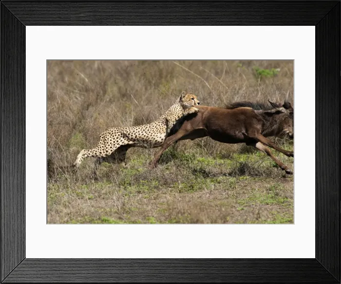 Framed Print : Picture No. 10895824 Framed Print : Picture No. 10895824