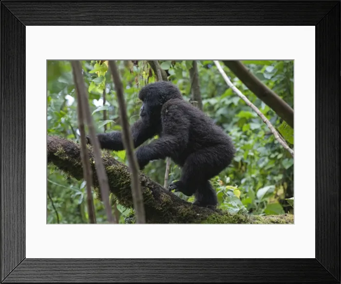 Framed Print : Picture No. 10895887 Framed Print : Picture No. 10895887