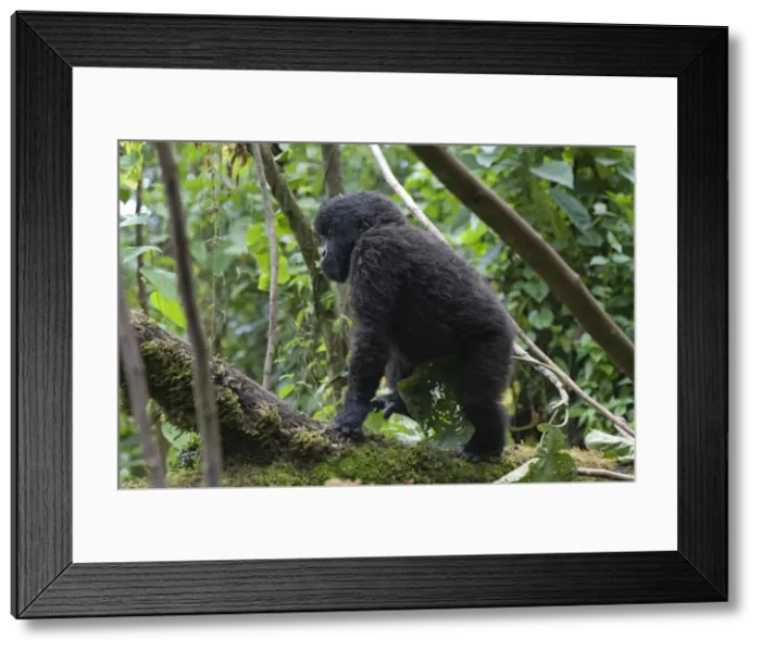 Framed Print : Picture No. 10895886 Framed Print : Picture No. 10895886