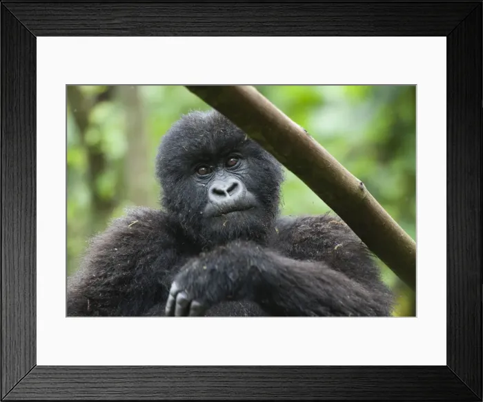 Framed Print : Picture No. 10895885 Framed Print : Picture No. 10895885