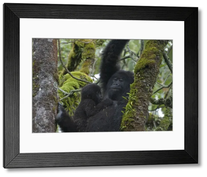 Framed Print : Picture No. 10895888 Framed Print : Picture No. 10895888
