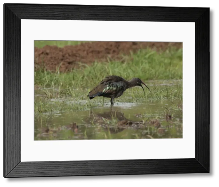 Framed Print : Picture No. 10895894 Framed Print : Picture No. 10895894