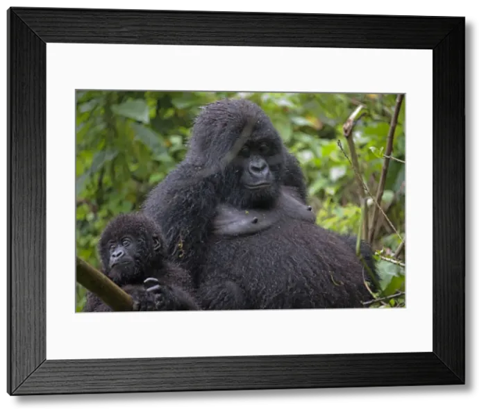 Framed Print : Picture No. 10895897 Framed Print : Picture No. 10895897