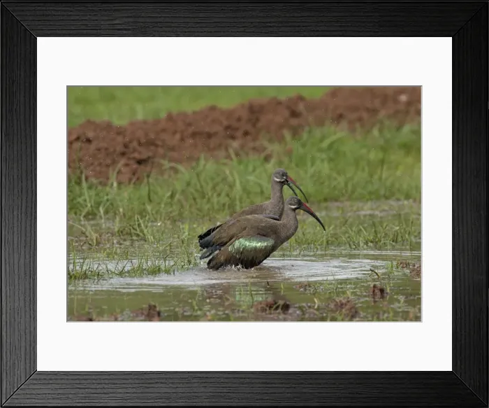 Framed Print : Picture No. 10895893 Framed Print : Picture No. 10895893