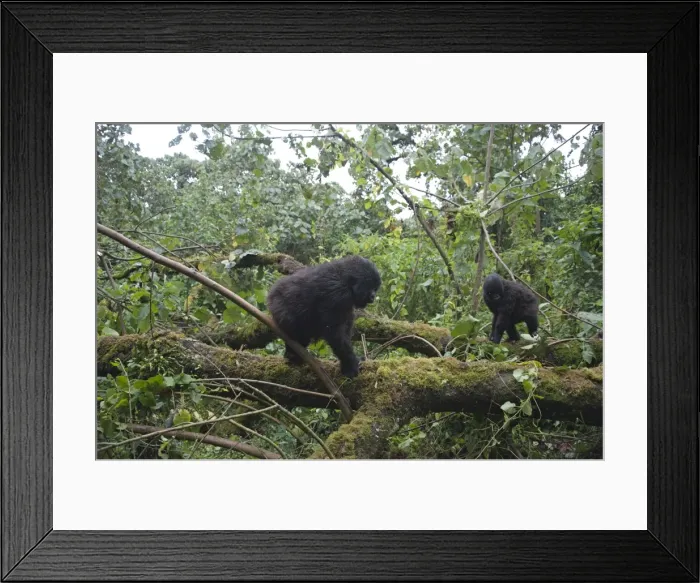 Framed Print : Picture No. 10895901 Framed Print : Picture No. 10895901