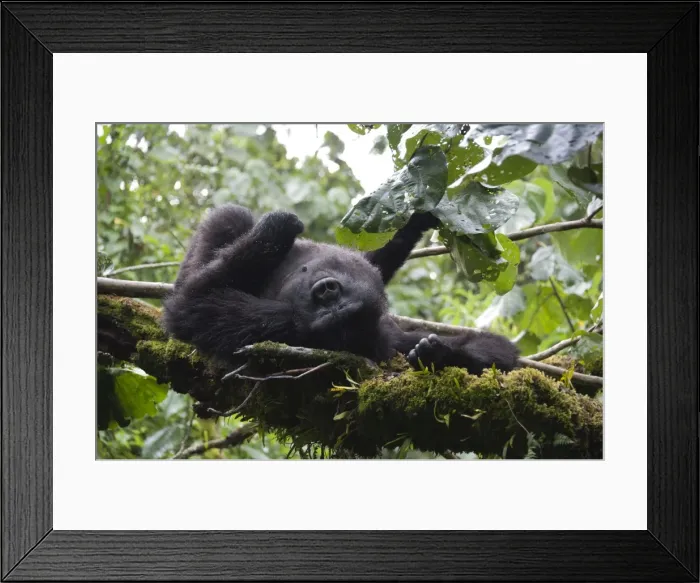 Framed Print : Picture No. 10895896 Framed Print : Picture No. 10895896