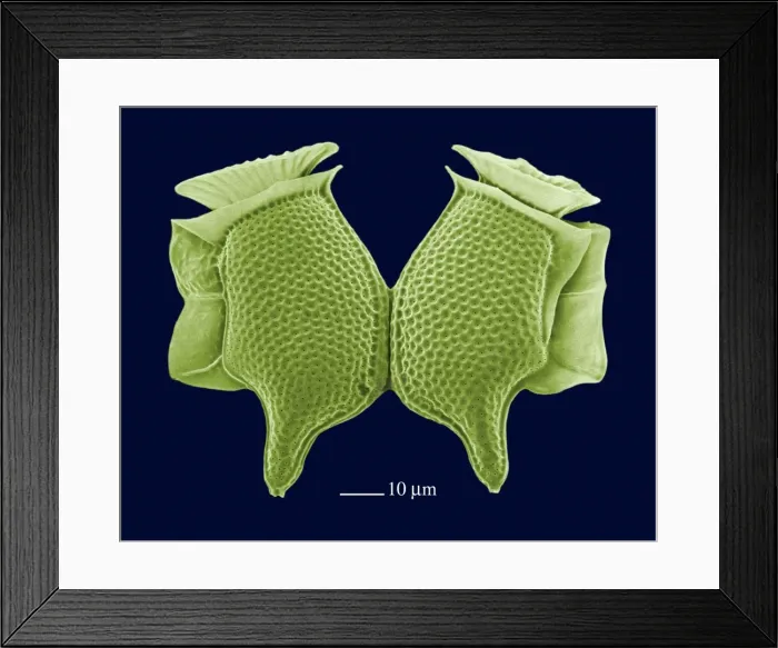 Framed Print : Picture No. 10895905 Framed Print : Picture No. 10895905