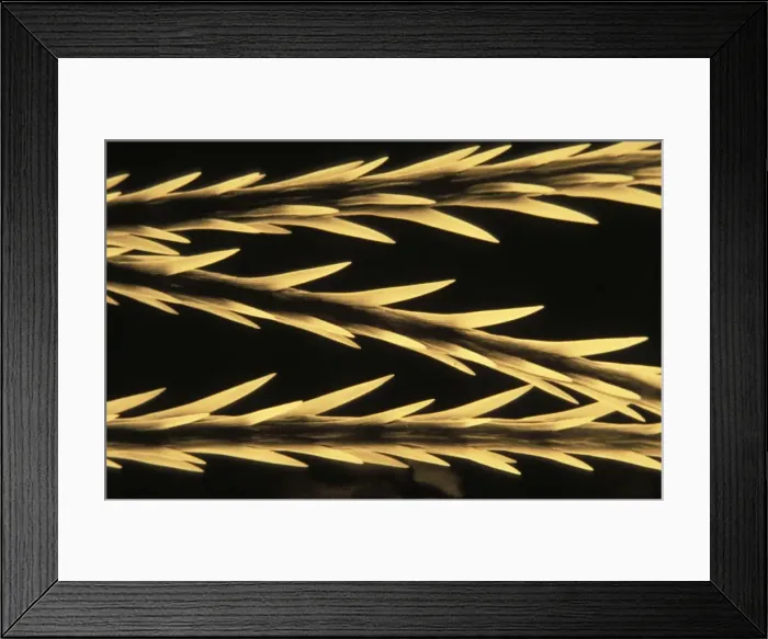 Framed Print : Picture No. 10895903 Framed Print : Picture No. 10895903