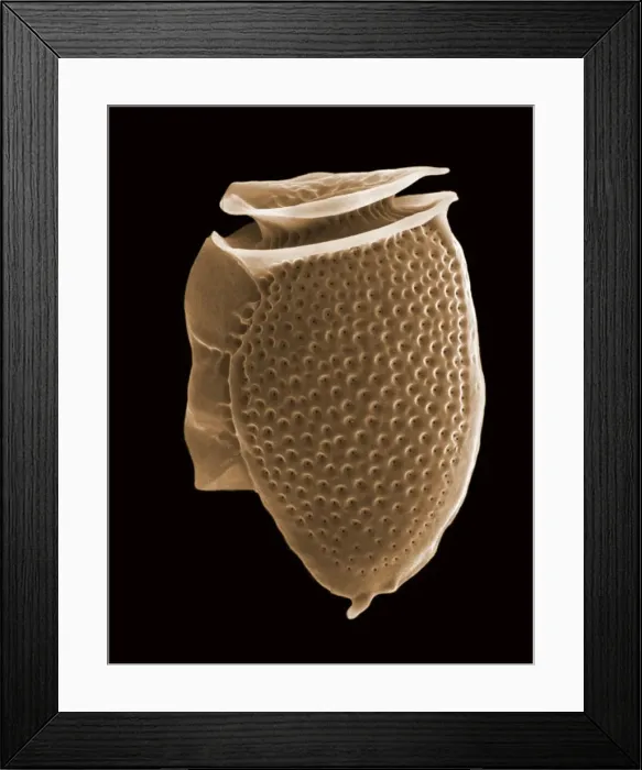 Framed Print : Picture No. 10895906 Framed Print : Picture No. 10895906