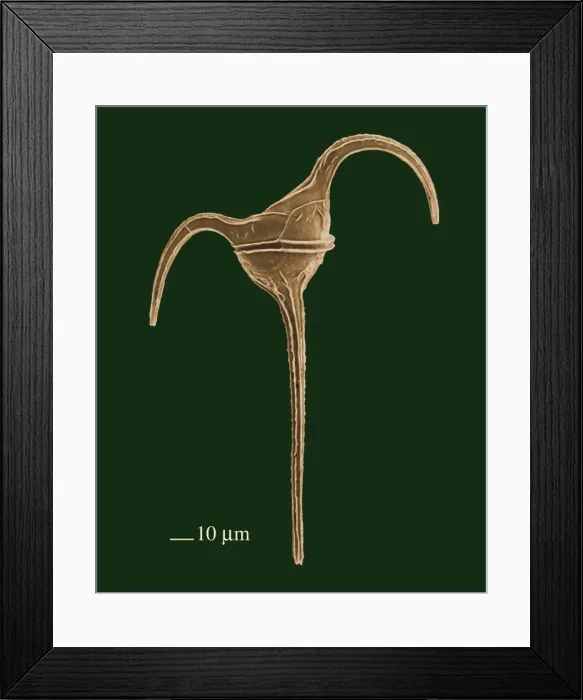 Framed Print : Picture No. 10895908 Framed Print : Picture No. 10895908