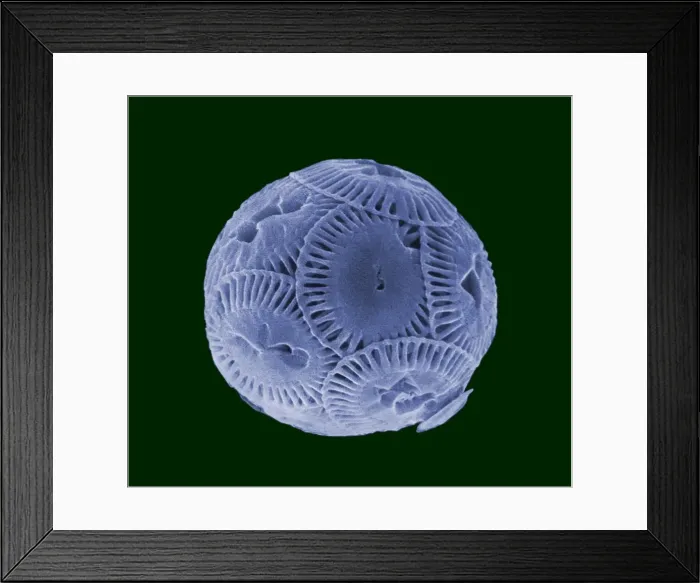 Framed Print : Picture No. 10895911 Framed Print : Picture No. 10895911